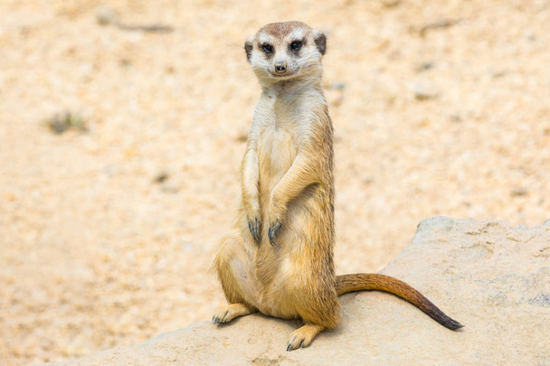 suricate portrait in nature looking at camera  - Photo, Image