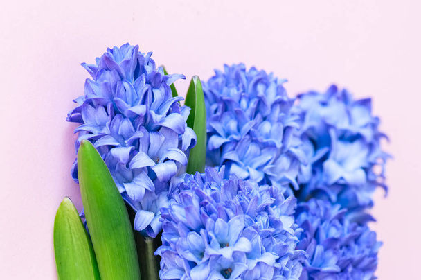 Beautiful violet hyacinth flowers bouquet on a pink background.  - Foto, afbeelding