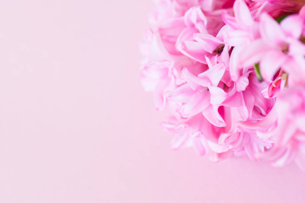Beautiful pink hyacinth flowers bouquet on a pink background. Cl - Foto, Bild