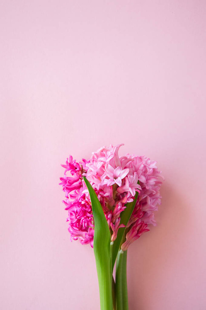 Beautiful pink hyacinth flowers bouquet on a pink background. Cl - Fotó, kép