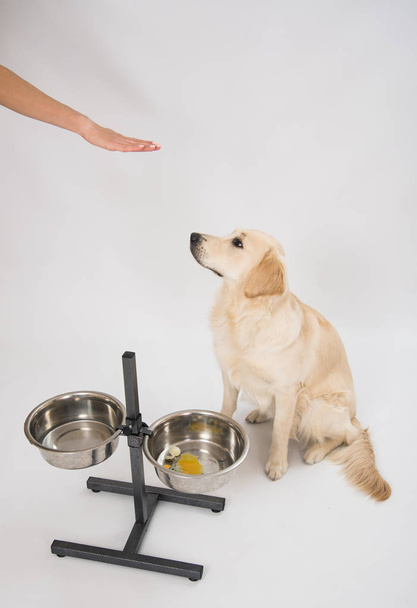 The dog golden retriever is training over white - Photo, Image