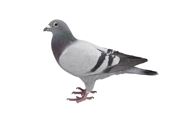 close up of speed racing pigeon bird isolate white background - Photo, Image