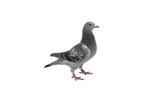 bliska prędkości racing pigeon ptak izolat białe tło - Zdjęcie, obraz