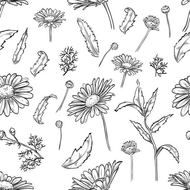 Vector chamomile seamless pattern - Vector, Image