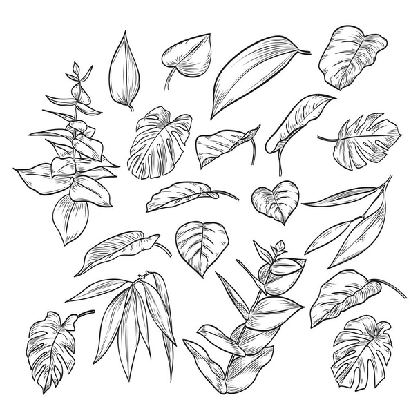 Vector hand drawn elegant leaves - ベクター画像