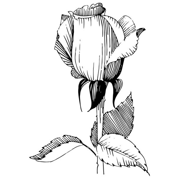 Wildflower rose flower in a vector style isolated. - Vektor, Bild
