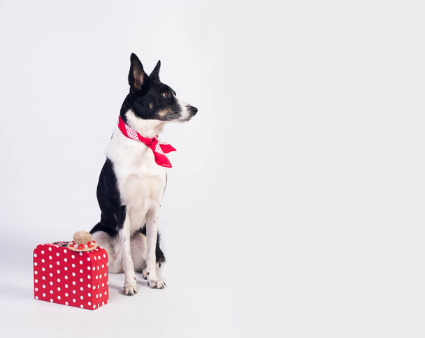 Mixed breed dog portrait - Valokuva, kuva