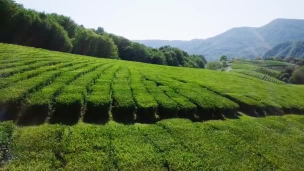 vista aerea della piantagione di tè. Krasnodar, Sochi, Russia, Video. UltraHD (4K
) - Filmati, video