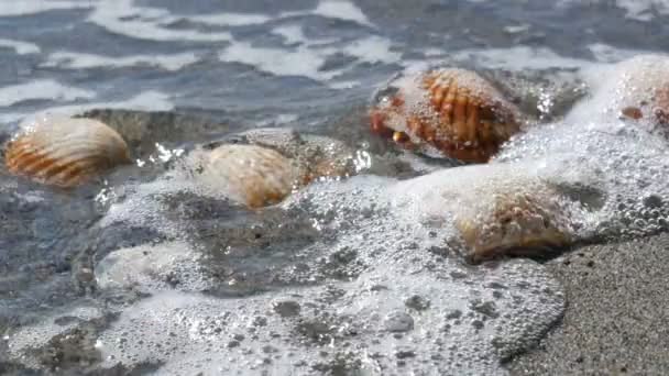 Beautiful relief seashells that wash a wave - Footage, Video