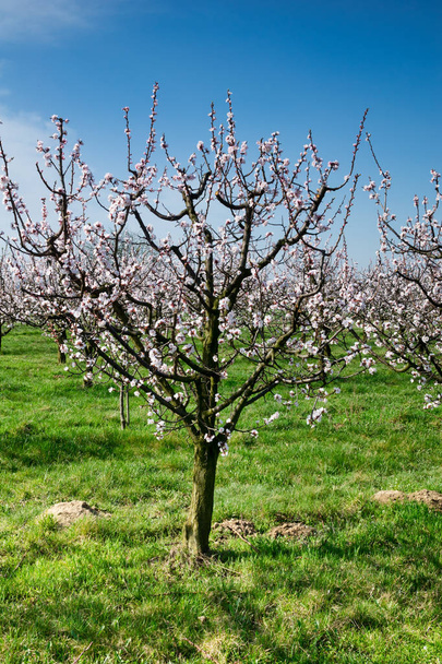 Blossoming apricot trees - Photo, Image