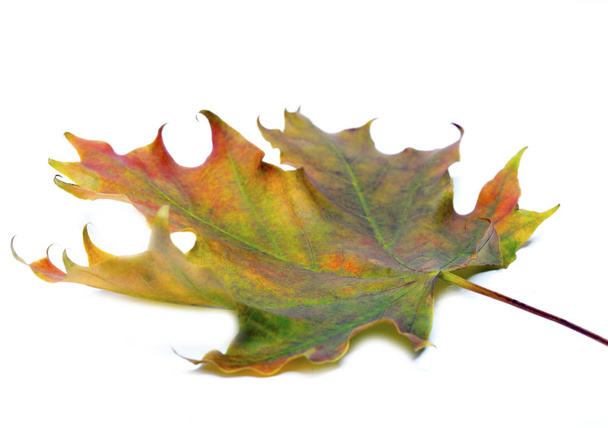 bright maple leaf close up on a white background - Fotó, kép