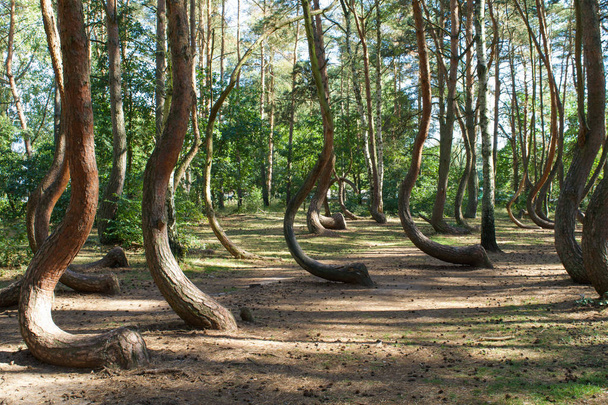 Árvores deformadas da Floresta Torta, Krzywy Las, no oeste da Polónia
 - Foto, Imagem