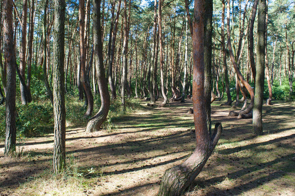 Arbres déformés de la forêt tordue, Krzywy Las, dans l'ouest de la Pologne
 - Photo, image