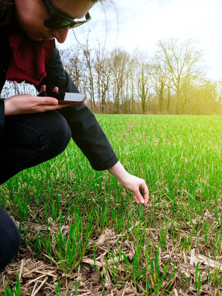 Молодая женщина-биолог в сельском хозяйстве осматривает жатву солнца
 - Фото, изображение