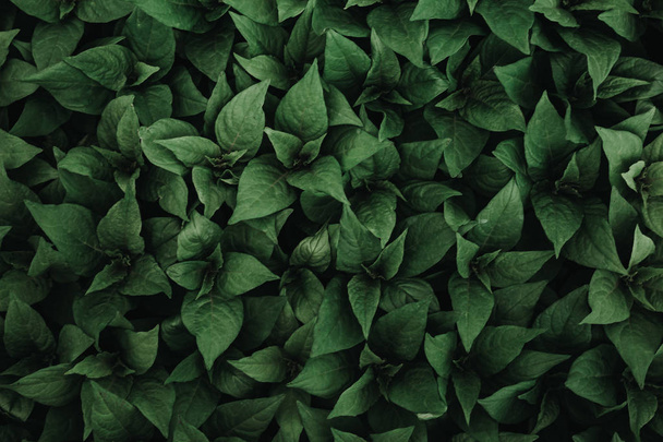 緑の植物葉の背景、平面図、暗い - 写真・画像