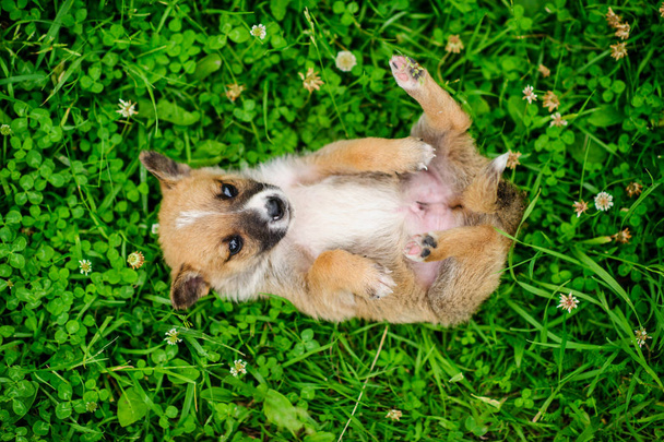 portrait of a small puppy on a green grass - Photo, image