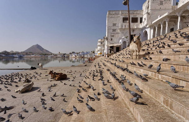 Indien, Rajasthan, Pushkar; Menschen, Kühe und Tauben am heiligen See  - Foto, Bild