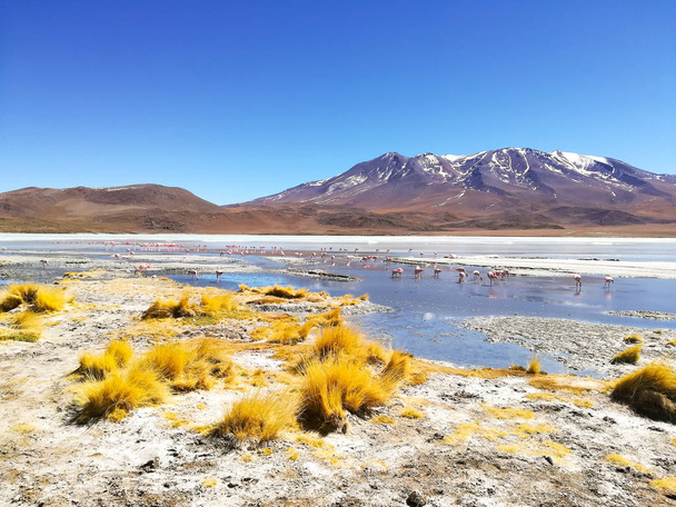 Laguna Hedionda view, Боливия
 - Фото, изображение