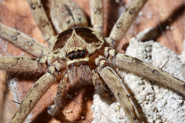 Dettaglio di un ragno tarantola
 - Foto, immagini