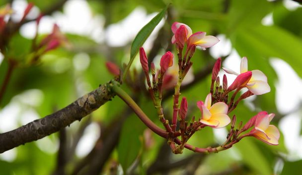 Colorful flowers.Group of flower.group of yellow white and pink flowers (Frangipani, Plumeria) Pink,White and yellow frangipani flowers with leaves in background. Plumeria flower blooming  - Photo, Image