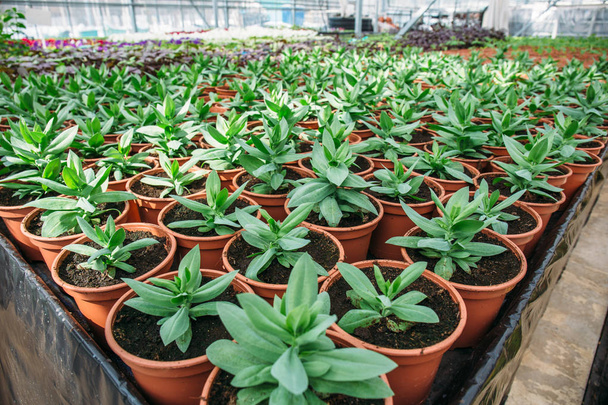 Decorative plants in modern hydroponic greenhouse for cultivation of flowers and ornamental plants - Photo, Image