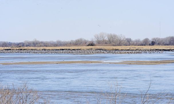 Sandhill Cranes Platte-joella keväällä
 - Valokuva, kuva