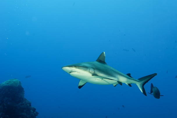 Egy szürke cápa cápa készen áll a támadásra víz alatti közelről portré - Fotó, kép