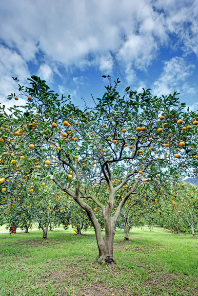 Помаранчеве дерево на оранжевій фермі
.     - Фото, зображення