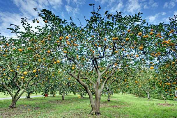 Πορτοκαλί δέντρο στο πορτοκαλί αγρόκτημα.     - Φωτογραφία, εικόνα