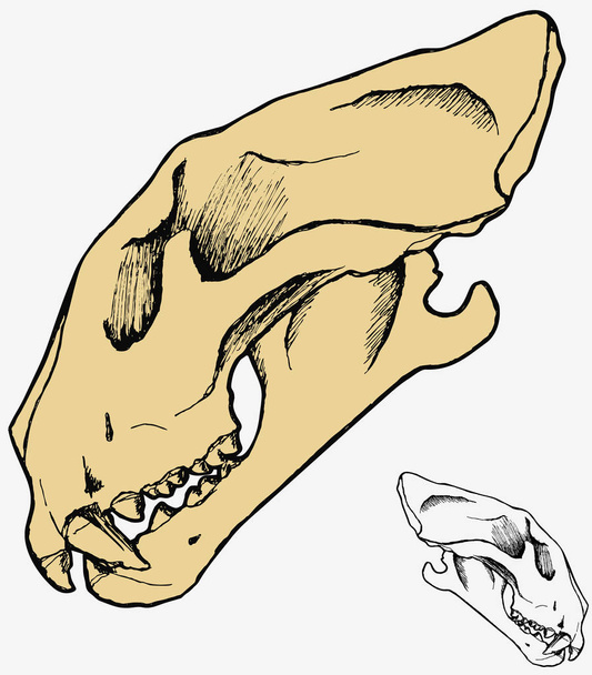 Tiger Skull - Vector, Image