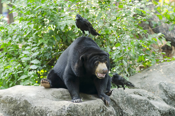 Черный медведь в зоопарке открыт в Таиланде
 - Фото, изображение
