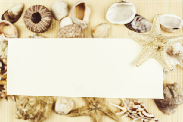 A variety of shells and starfish on a light background with space for text. - 写真・画像