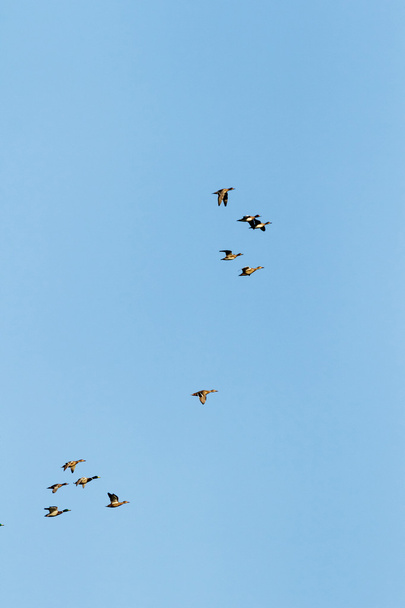 birds - Foto, Bild