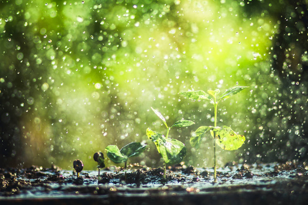 Cultivo de grãos de café Rega e chuva broto Luz natural e fundo
 - Foto, Imagem