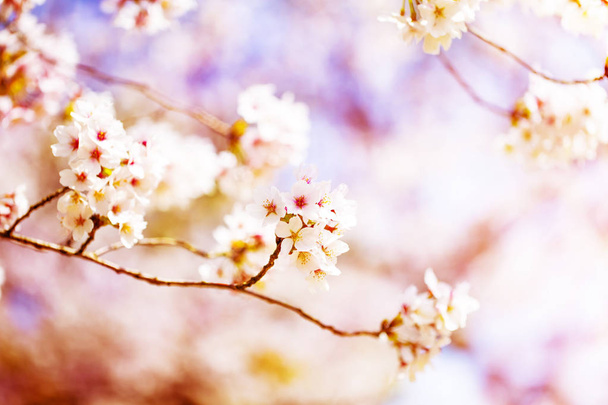 Beautiful cherry blossom sakura in spring time over sky.Cherry blossom in full bloom. - Fotó, kép