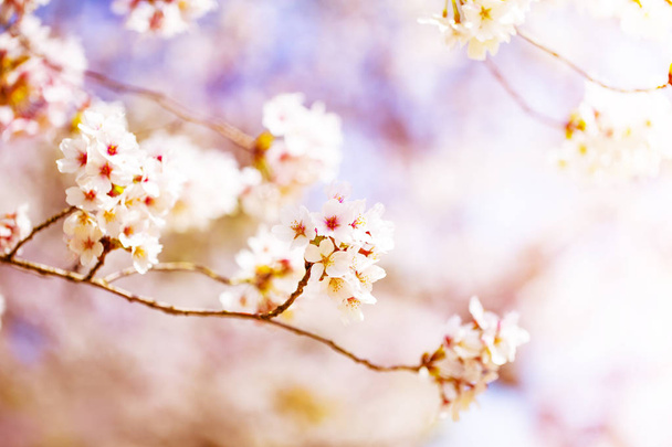 Beautiful cherry blossom sakura in spring time over sky.Cherry blossom in full bloom. - Foto, imagen
