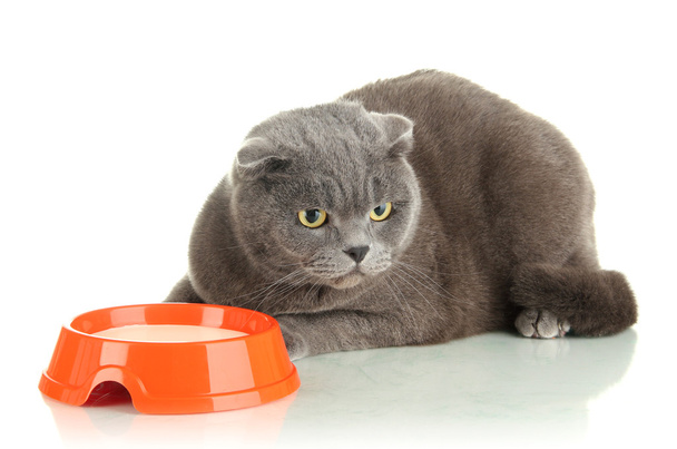 Cat with food isolated on white - Zdjęcie, obraz