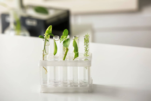 Tubos de ensaio com plantas à mesa em laboratório
 - Foto, Imagem