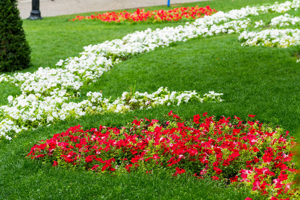 decoration of the flowerbeds - Foto, immagini