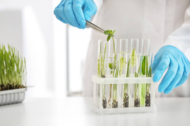 Scientist working with plants in laboratory - Foto, imagen