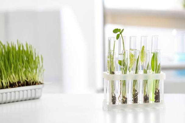 Test tubes with plants in holder on table - Foto, Imagen