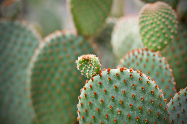 Cactus feuille plante verte nature
  - Photo, image