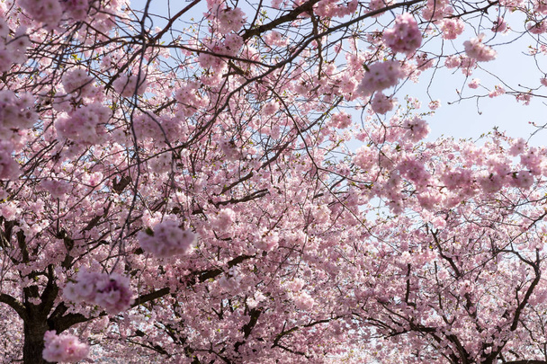 Ramas de un almendro floreciente a principios de primavera
 - Foto, imagen