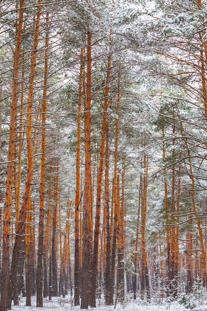 winter snowbound pine tree forest - Foto, Bild