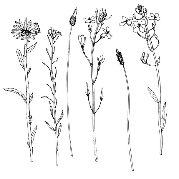 Set of ink drawing herbs and flowers - Vektori, kuva