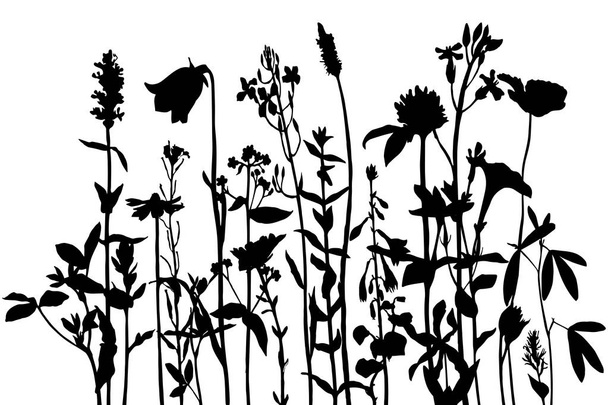 Background with drawing herbs and flowers - Vector, afbeelding