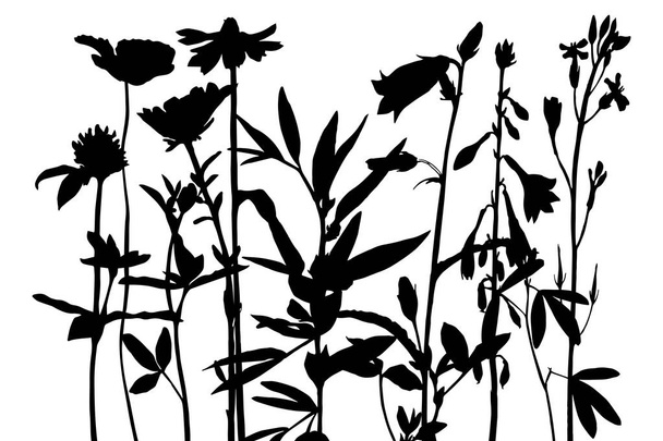 Background with drawing herbs and flowers - Vektör, Görsel