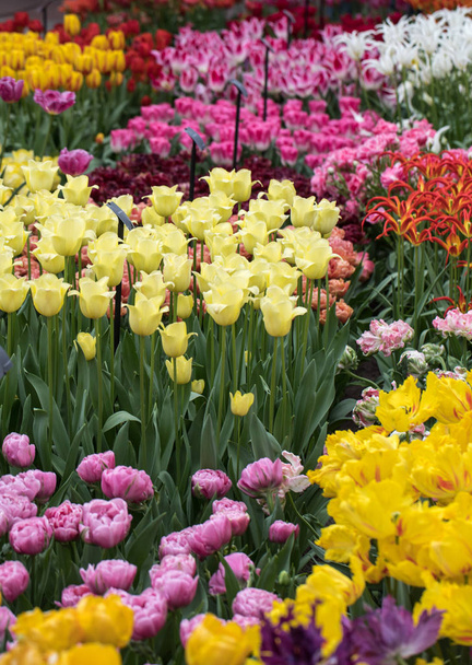 colorful tulips flowers blooming in a garden - Фото, зображення