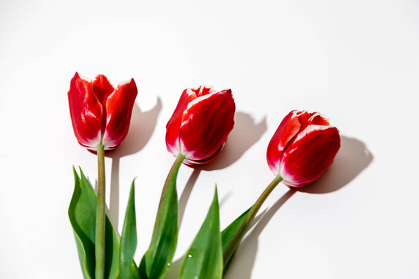 three flowers of a red tulip lie on a white background - Фото, зображення