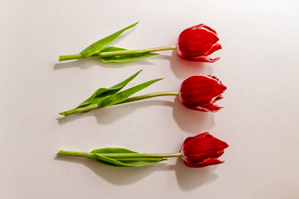 three flowers of a red tulip lie on a white background - Foto, Bild